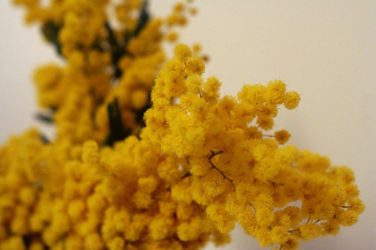 La mimosa è il simbolo della festa della donna